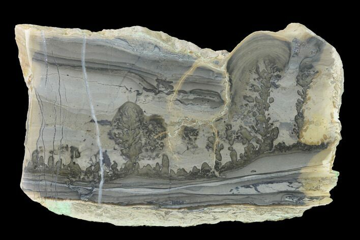 Triassic Aged Stromatolite Fossil - England #167380
